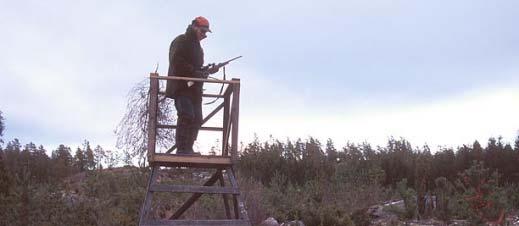 Ålder Den lägre medelåldern bland tjurarna i Arvika återspeglas även i åldersfördelningen (figur 4 och 5) och skiljer sig obetydligt mellan de tre delområdena (se Appendix.). Under jakten 2004 var ca 60 % av alla fällda handjur ett eller två år gamla då de sköts.