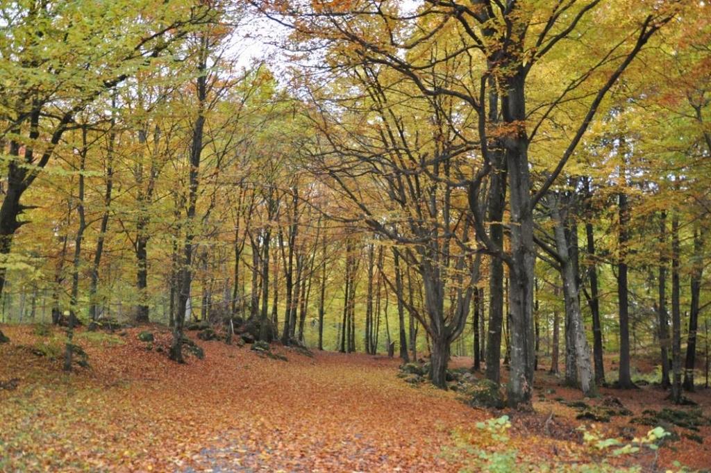 2018-03-08 11(20) Beskrivning Bestånd utgörs av 100-årig bok dominerat skog med inslag av andra lövträd (ek, lind och björk).