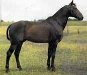Sånda utsågs Arvid Stjernswärd till sekreterare inom travet på Jägersro, ställning han hade -. Samtidigt upprätthöll Stjernswärd post som starter för galopp.