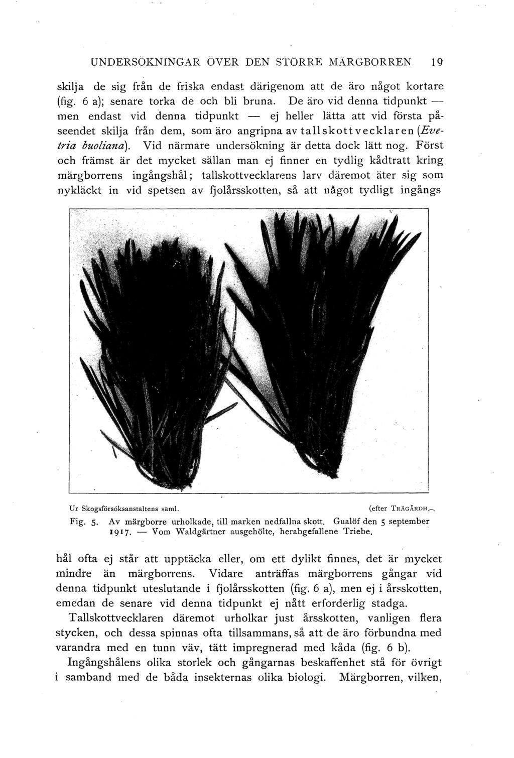 UNDERSÖKNINGAR ÖVER DEN STÖRRE MÄRGBORREN 19 skija de sig från de friska endast därigenom att de äro något kortare (fig. 6 a); senare torka de och bi bruna.