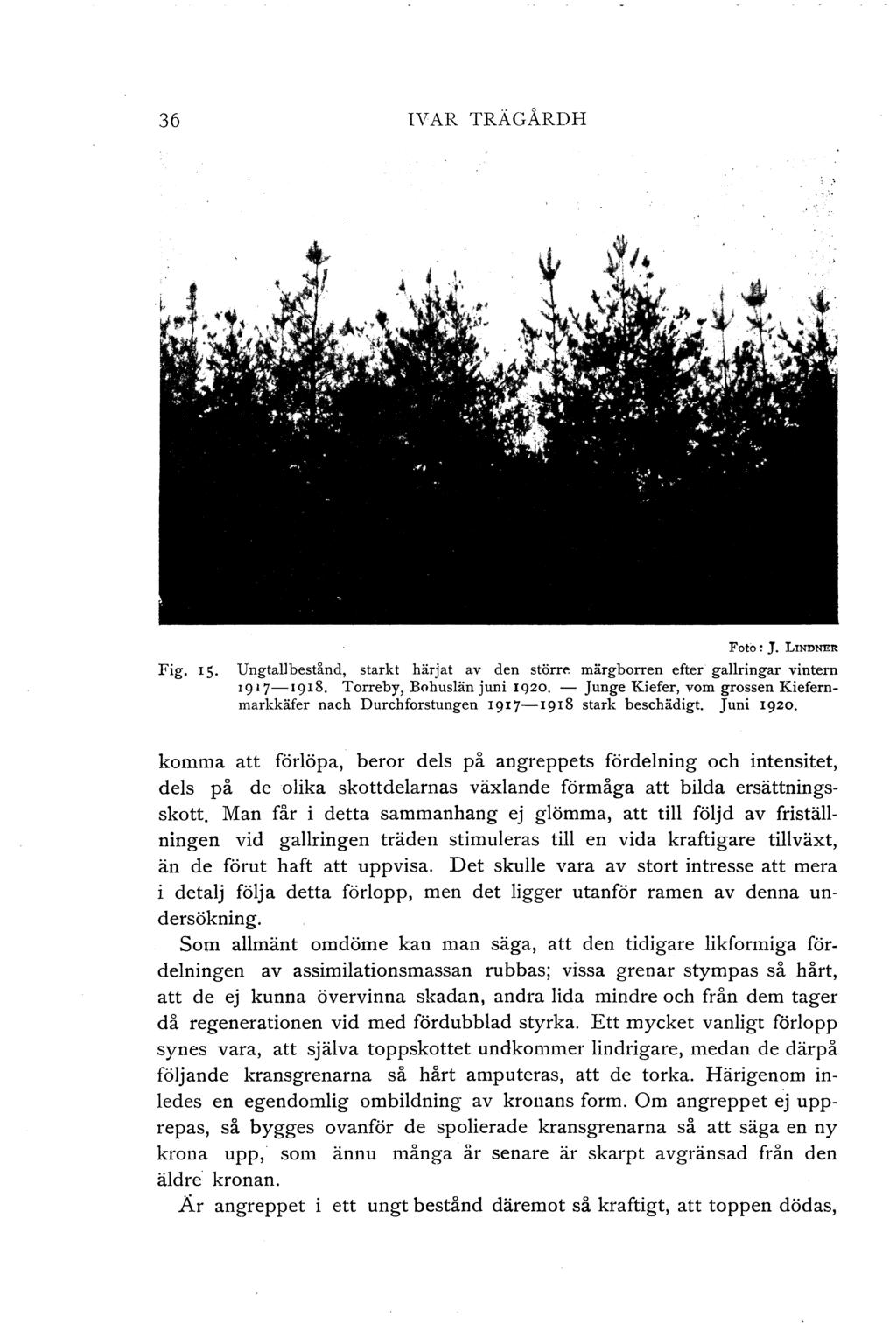 36 IV AR TRÄGÅRD H Fig. 15. F o to : J. LINDNEE Ungta bestånd, starkt härjat av den störr"' märgborren efter garingar vintern I917-1918. Torreby, Bohusän juni 1920.