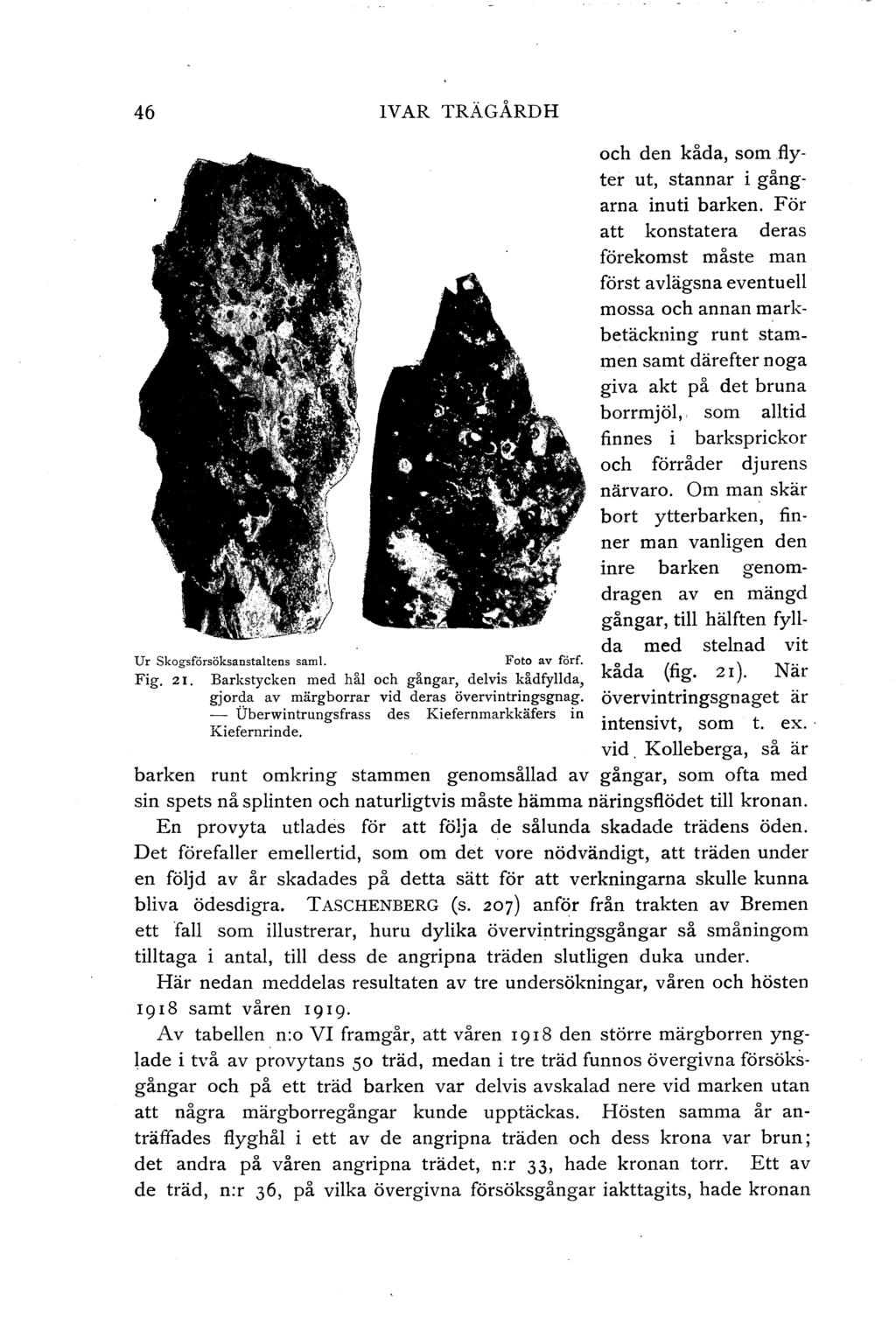 46 IVAR TRÄGÅRDH Ur Skogsförsöksanstatens sam!. Foto av förf. Fig. 21. Barkstycken med hå och g.ngar, devis k.dfyda, gjorda av märgborrar vid deras övervintringsgnag.