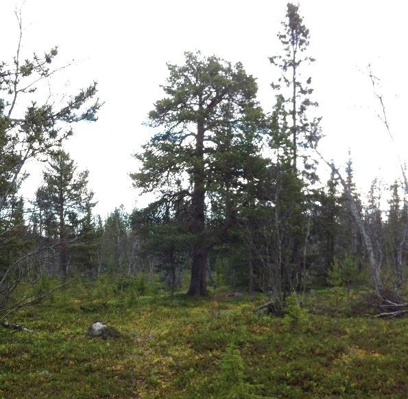 Gestaltningsförslag Rondellen i väster, vid Karhuniemi, ligger i låg risvegetation och fjällbjörkskog. Den föreslås få en låg kulle med vegetation av sedummatta som påminner om fjällheden.