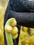 svenska blåbär? (Does nitrogen enrichment threaten the quality of Vaccinium myrtillus berries?
