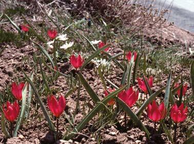 JONASSON Tulipa humilis sydöst om Taşkent i södra Turkiet, 25 april 2000. Foto: Ingemar Jonasson. Turkiet Turkiet har en särskild plats i mitt hjärta. Landskapen är vidöppna och växterna annorlunda.