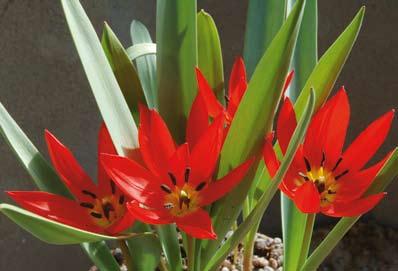 Om man har tur hittar man också den mörkare Tulipa armena, som är ursprunget till vår jultulpan.