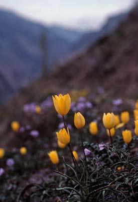 JONASSON Tulipa montana, till vänster, är en specialitet för Iran. Här norr om Teheran den 10 maj 1996. Till höger T. micheliana öster om Gonbad-e Qābus den 4 maj 1996. Foto: Ingemar Jonasson.