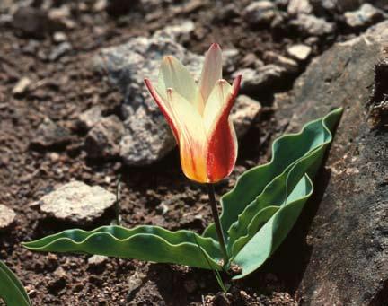 JONASSON Tulipa kaufmanniana, överst, nordöst om Tasjkent, Ak Tasj 3 maj 1993. Nedan, tulpanernas drottning, T. fosteriana, söder om Samarkand 30 april 1993. Foto: Ingemar Jonasson.