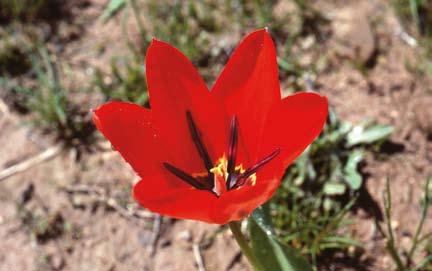 greigii, tre tulpaner med magisk klang i namnen och upphov till populära former av så kallade botaniska tulpaner.