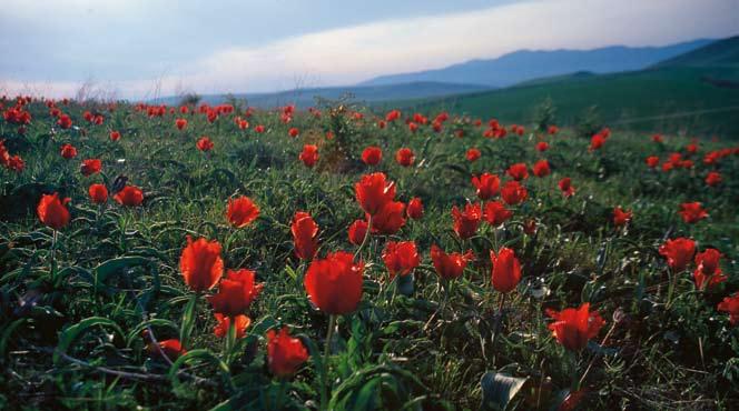 VILDA TULPANER Tulipa greigii, öster om Tjimkent 29 april 1998. Foto: Ingemar Jonasson.