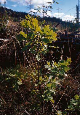 ÅNGERMANLANDS FLORA sedan långt tillbaka varför frösättningen och plantornas överlevnad sannolikt har gynnats av en annan gemensam faktor klimatet.