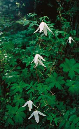 ÅNGERMANLANDS FLORA Figur 6. Alpklematis klänger i sälg och björk nordost om Mjösjön i Nordingrå, enda kända växtplatsen i landet. Foto: Jan W. Mascher 2000.