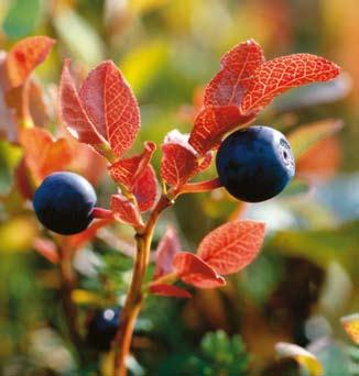 Hotar kvävetillförsel kvaliteten på svenska blåbär? Blåbär innehåller rikligt med antocyaniner, växtkemikalier som bidrar till bärens färg och smak och som dessutom anses ha hälsofrämjande effekter.