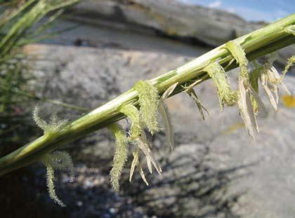 Engelskt marskgräs har stora och iögonfallande ståndare och märkesflikar. Foto: Evastina Blomgren. Spartina anglica has large feathery stigmas and long anthers.