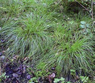 Figur 3. Skärmstarr tränger ut dvärghäxörten i ett alkärr. Foto: Jan Kuylenstierna. Carex remota has increased much in recent years, and is now locally out-competing Circaea alpina.