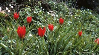Mosaiklandskapet här med fält och små klippor utgör ett exceptionellt rikt växtområde, med bland annat ett 30-tal orkidéarter, olika irisar och klockliljor, och även Tulipa bakeri.