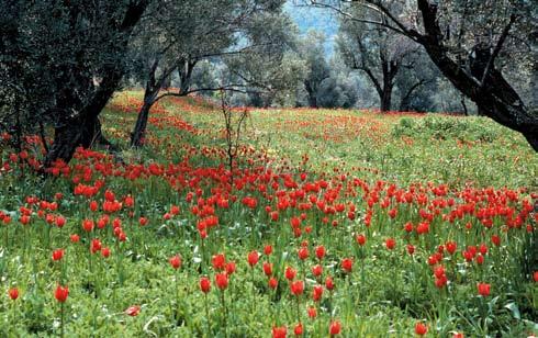 I slutet av mars kan man få se märkliga syner i trakten omkring klostret Aghia Anna på södra delen av ön. Flera kvadratkilometer av marken i olivlundarna är täckta av röda tulpaner.