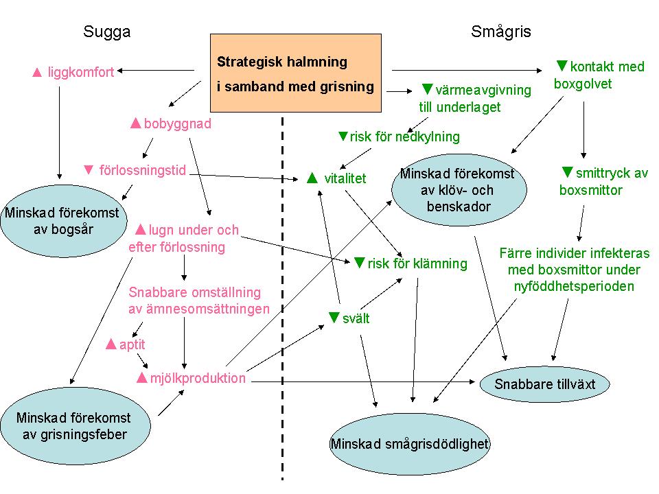 Inverkan av "strategisk halmning" vid grisning på hälsa och produktion hos smågrisar och sugga. Bo Algers, SLU - Inst. för husdjurens miljö och hälsa, bo.algers@slu.