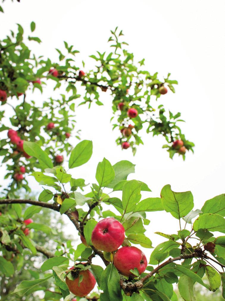 Tisdag 25 september Äpplets dag Gör must av dina äpplen!