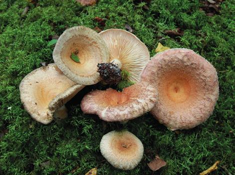 Vi kommer att få svar på en del av våra funderingar och nya tips på ätbara svampar. Bladmyran naturreservat Skäggriska Trattkantarell Plats: Bladmyrans naturreservat, Norrlandet.