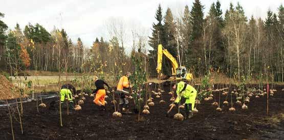 De jordmassor som grävdes ur för att anlägga vägen användes för att bygga upp planteringsytorna i betesmark B.