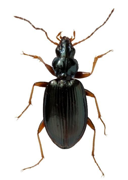 Artfakta Källkvicklöparen (Bembidion stephensi) tillhör släktet Bembidion. Det är det största släktet inom familjen jordlöpare (Carabidae) i Sverige och består av nästan 60 arter.