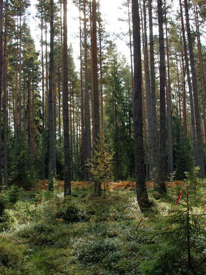 2008 års Kennel Ekhöjden Läger Tidaholms brukshundklubb var centrum för 2008 års Kennelläger, vilket blivit förskjutet p.g.a alla oförutsedda framgångar med Chili :-) Men sista helgen i September blev i alla fall inbokad för läger.