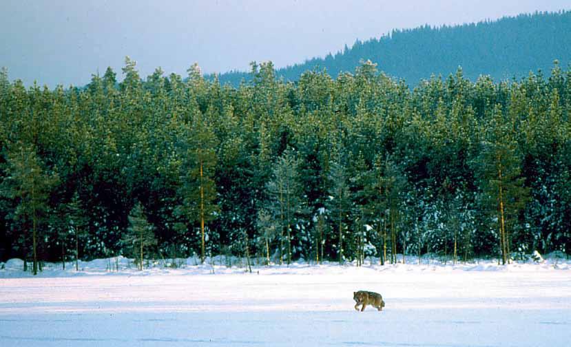 Nära sex tusen skjutna rovd Granskning visar en illa skött förvaltning Foto: Hans Ring Trots att björnen, vargen, lodjuret och järven är fridlysta är jakten på dessa arter omfattande.