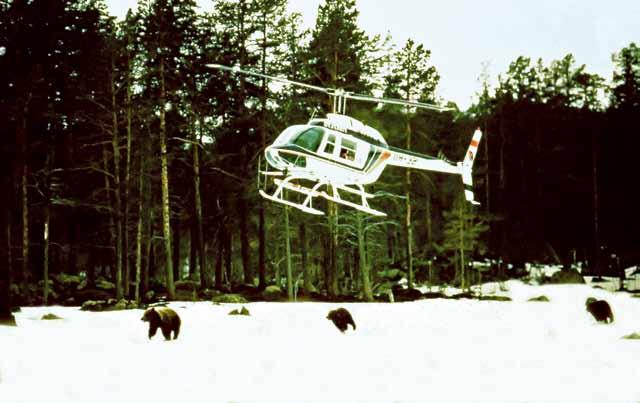 Användningen av annars förbjudna hjälpmedel som helikopter är omfattande vid skyddsjakt i renskötselområdet. (Men just denna bild är tagen i samband med radiomärkning av björn.