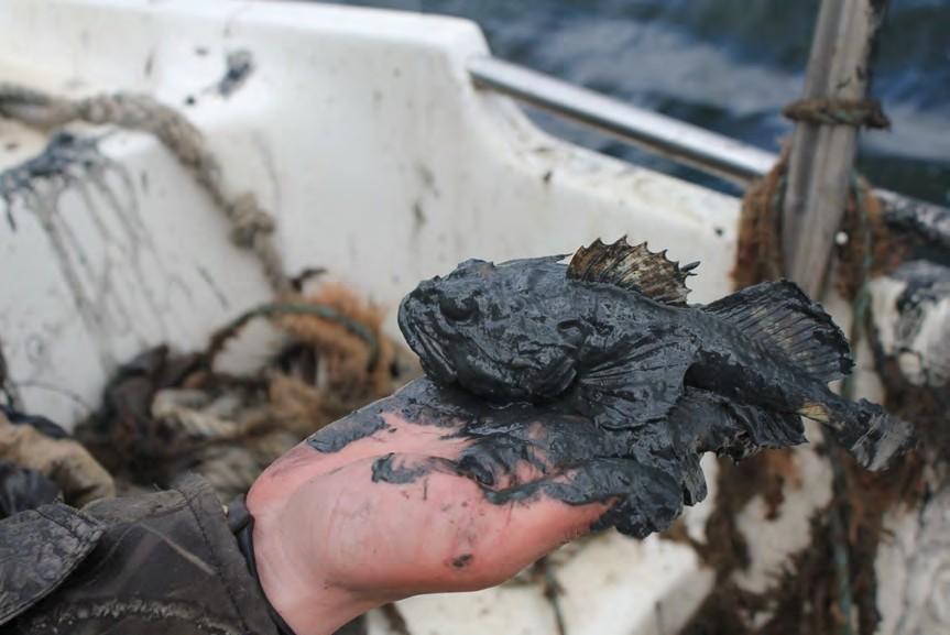 Levande organismer som fanns i Spökredskapen Art Vardagsnamn Latin Antal Berggylta Labrus berggylta 3 Eremitkräfta Paguridaef (familj) 100+ Hummer Homarus gammarus 3 Ishavsstjärna Marthsterias