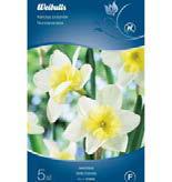 Lök 515624 7DLCNGP*bfgceb+ 515635 7DLCNGP*bfgdfh+ 515640 7DLCNGP*bfgeab+ Narciss, Botanisk Narcissus En lättodlad, söt trädgårdsjonkvill. De blommar tidigt i såväl stark sol som i skugga.