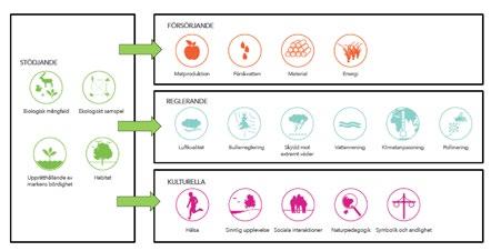 GRÖNSTRATEGI FÖR ÖREBRO KOMMUN 51 Översikt över olika typer av ekosystemtjänster Ekosystemtjänster brukar delas in i fyra kategorier: stödjande, försörjande, reglerande och kulturella tjänster.
