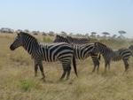 Elefanttätheten i Lake Manyara är normalt sett hög.