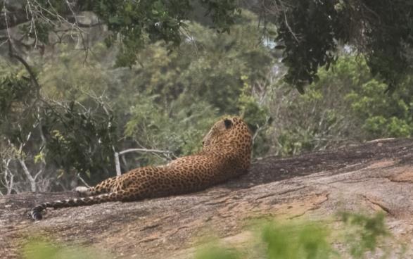 Det stod en mängd sådana i kö innan parken öppnade och det blev totalt trafikaos när man i den första (?) bilen upptäckte en leopard i ett stort träd i tät skog nära vägen.