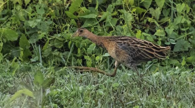 ), ca 30 Lesser och 15 Greater Crested Terns, över 100 Garganeys, 15 Northern Pintails, tre Collared Sand Martins, en Citrine Wagtail och en Blyth s Pipit.