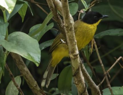 Black-capped Bulbul.