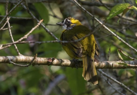 Yellow-eared Bulbul.