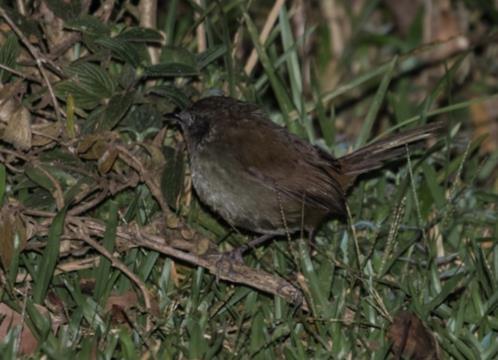 Orange-billed