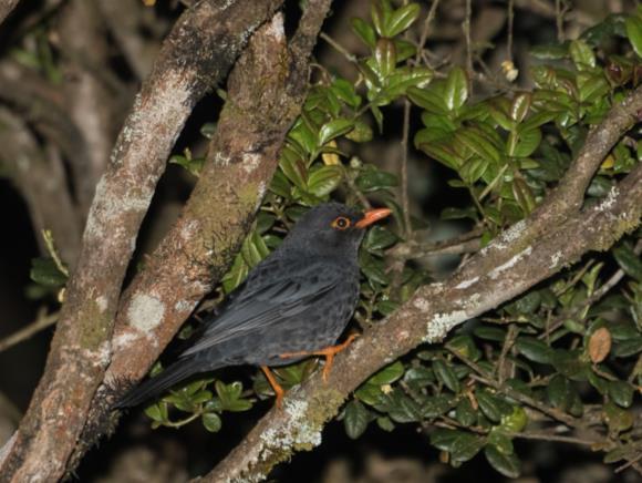 Även i Nuwara Eliya fanns det en fågelrik park, Victoria Park, där vi tillbringade några givande eftermiddagstimmar med arter som Indian Pitta, Yellow-eared Bulbul, Pied Thrush, Indian Blue Robin,