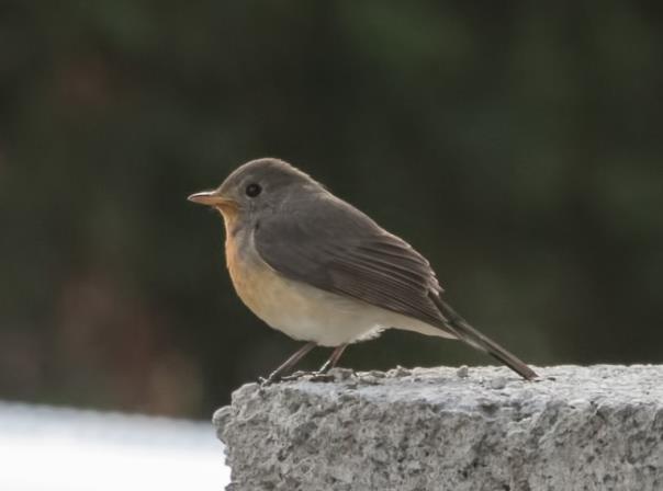 6 Kashmir Flycatcher. Lättare på (vintern) Sri Lanka än att åka till Kashmir. Grand Hotel i Nuwara Elyia. Brown Wood-owl bakom irriterande grenar. 3/2 En morgontur vid Bomburueila gav bl.a. en underbart vacker hanne av Kashmir Flycatcher, resans första Sri Lanka Blue Magpies samt ett exemplar av vardera Green och Large-billed Leaf-warbler.