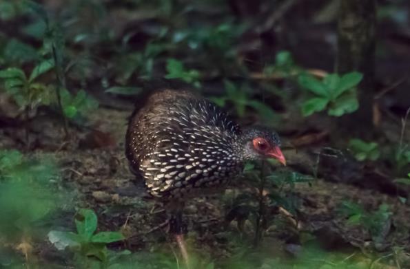 På eftermiddagen utbröt ett kraftigt regnoväder med åska som effektivt förhindrade yttreligare skådning denna dag. White-faced Starling (E). Lokal och en av de svårare bland endemerna. Sinharaja.