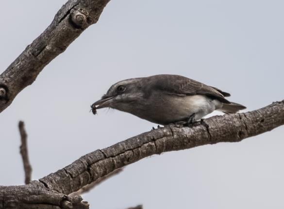 Vid ett annat stopp, bakom ett mindre hotell, lyckades vi också få se en annan svår art en Slaty-legged Crake som höll till i en liten våtmark. Vi fortsatte nu åt sydost varvid några stopp gav bl.