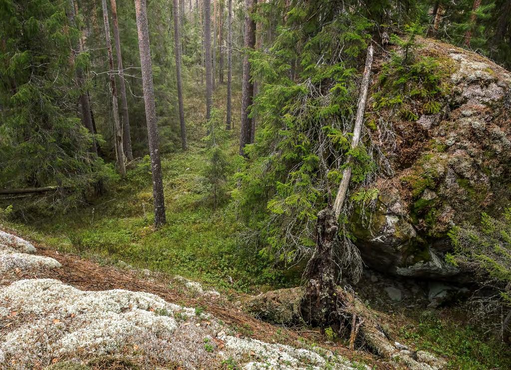 Trollskog & gölar i Tivedens nationalpark.