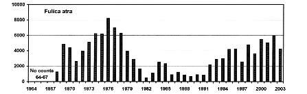 a high count was 1975, when close to 200 were counted. In 1991, 540 were counted, and in the following years more Teals were counted than before the 1990s.