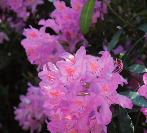 Gynnar etablering av en rik ängsflora som sås eller läggs ut som ängsmatta. Välj ängstyp efter dränering och övriga förhållanden på platsen. Ogödslad.