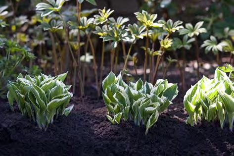 Växtbäddar Skötsel Växtbäddar Hasselfors Gardens anläggningsjordar finns både i gödslade och ogödslade varianter.