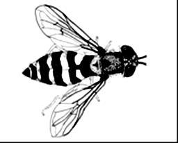 med mjuka kroppar. Många är specialiserade på en viss typ av insekter, vilket gör dem särskilt effektiva (Flint & Dreistadt, 1998).