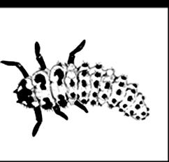 Coccinella septempunctata Illustration: Pia Kalmi. Fig 6. Coccinella septempunctata Illustration: Pia Kalmi.