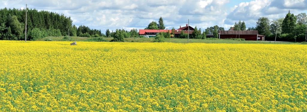 rybsprotein Energi MJ/kg ts 11,6 RP % ts 35,0 Förpackning: lösvikt granulat och pellets, 700 kg säck pellets