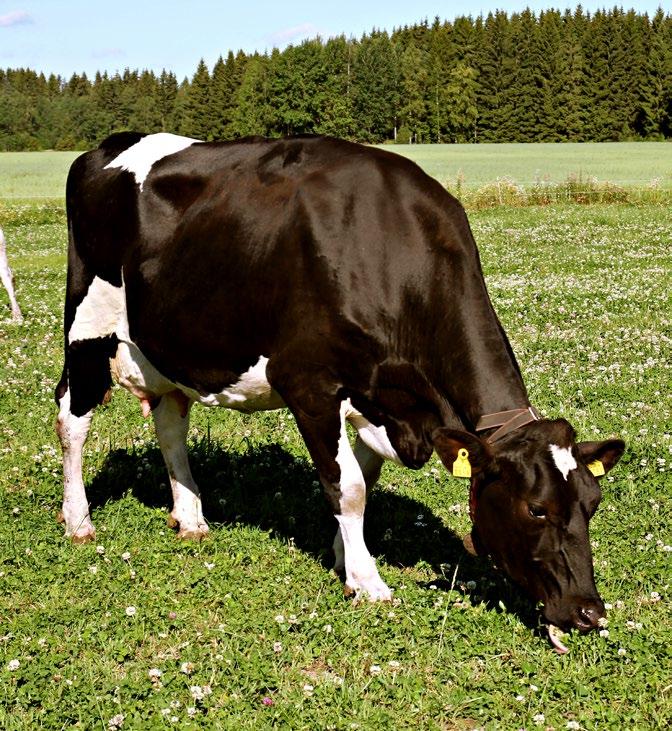 HÄLSOFODER PROGUT FARM PELLET Tillskottsfoder för husdjur med patenterat Progut Progut ökar våmmikrobernas aktivitet och ökar härigenom mjölkproduktionen Progut försnabbar utvecklingen av kalvens våm